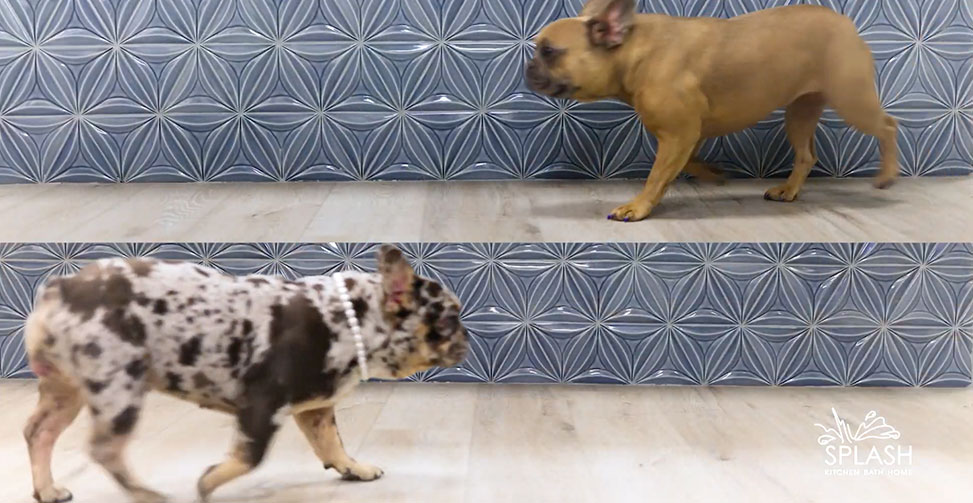 Kitchen and Bath Makeover YouTube Frenchie Tile - SPLASH Showrooms